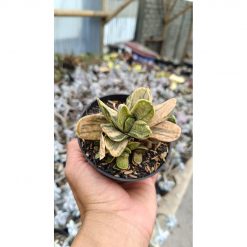 2693. Gaateria Brachyphylla Variegated