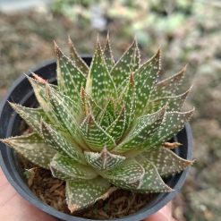 2686. Gasteraloe Beguinii Variegated - Image 2