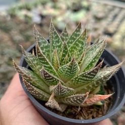 2686. Gasteraloe Beguinii Variegated - Image 3