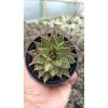 2686. Gasteraloe Beguinii Variegated