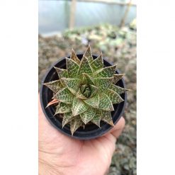 2686. Gasteraloe Beguinii Variegated