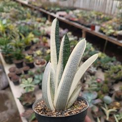 2701. Gasteria Batesiana - Image 2