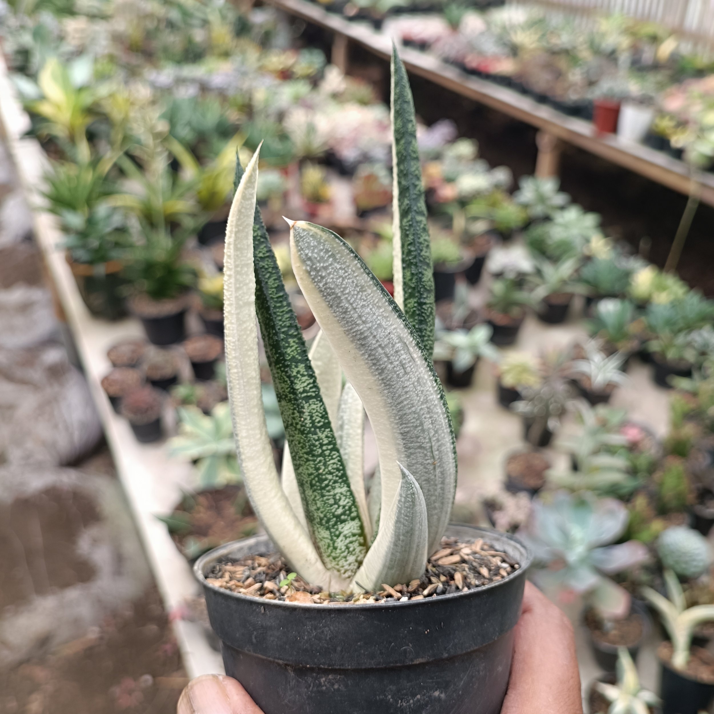 2701. Gasteria Batesiana - Image 3