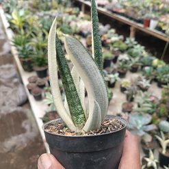 2701. Gasteria Batesiana - Image 4