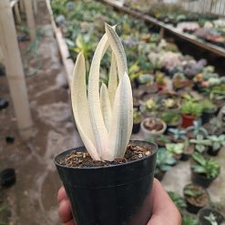 2701. Gasteria Batesiana - Image 5