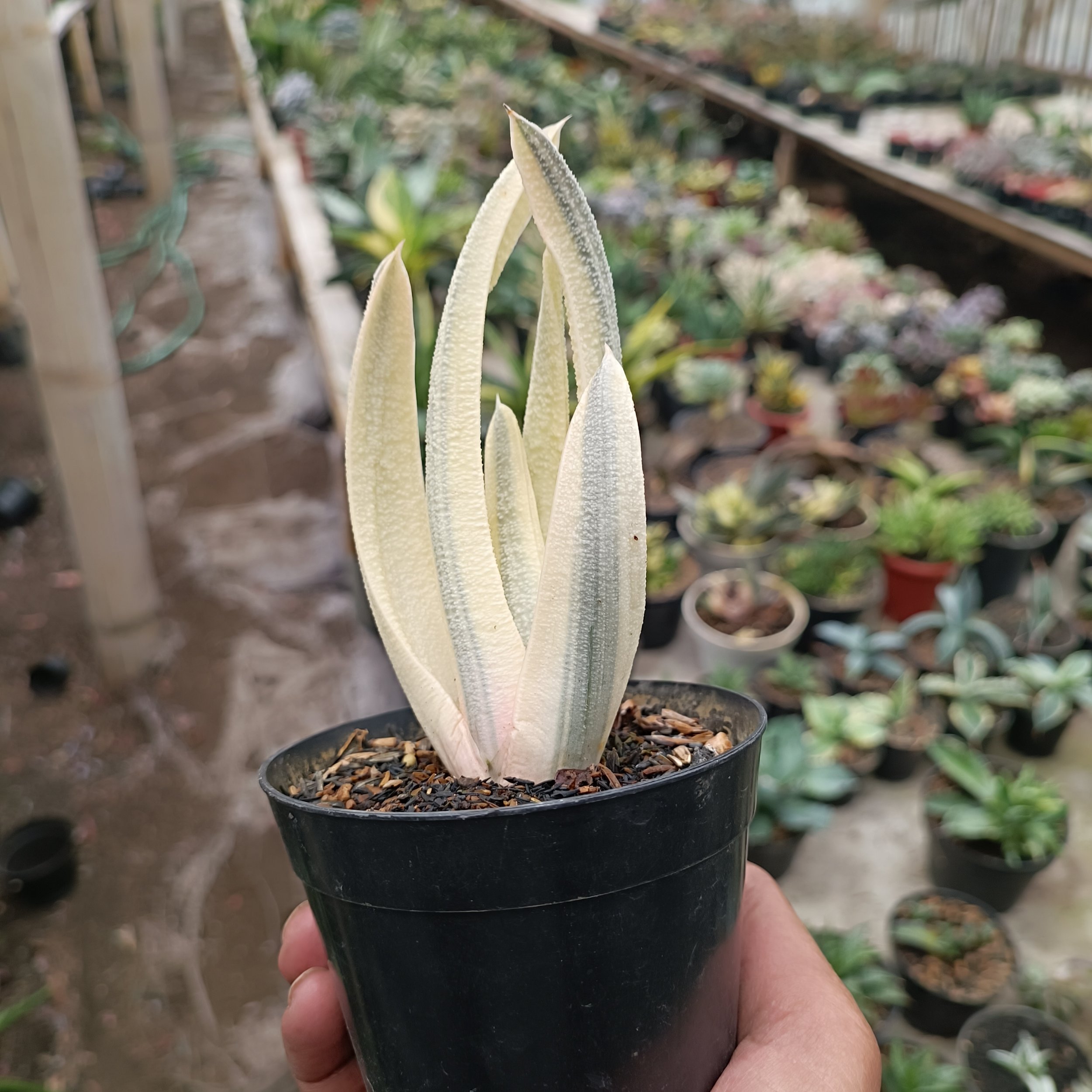 2701. Gasteria Batesiana - Image 5