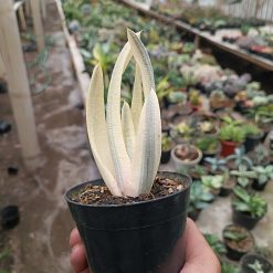 2701. Gasteria Batesiana - Image 6