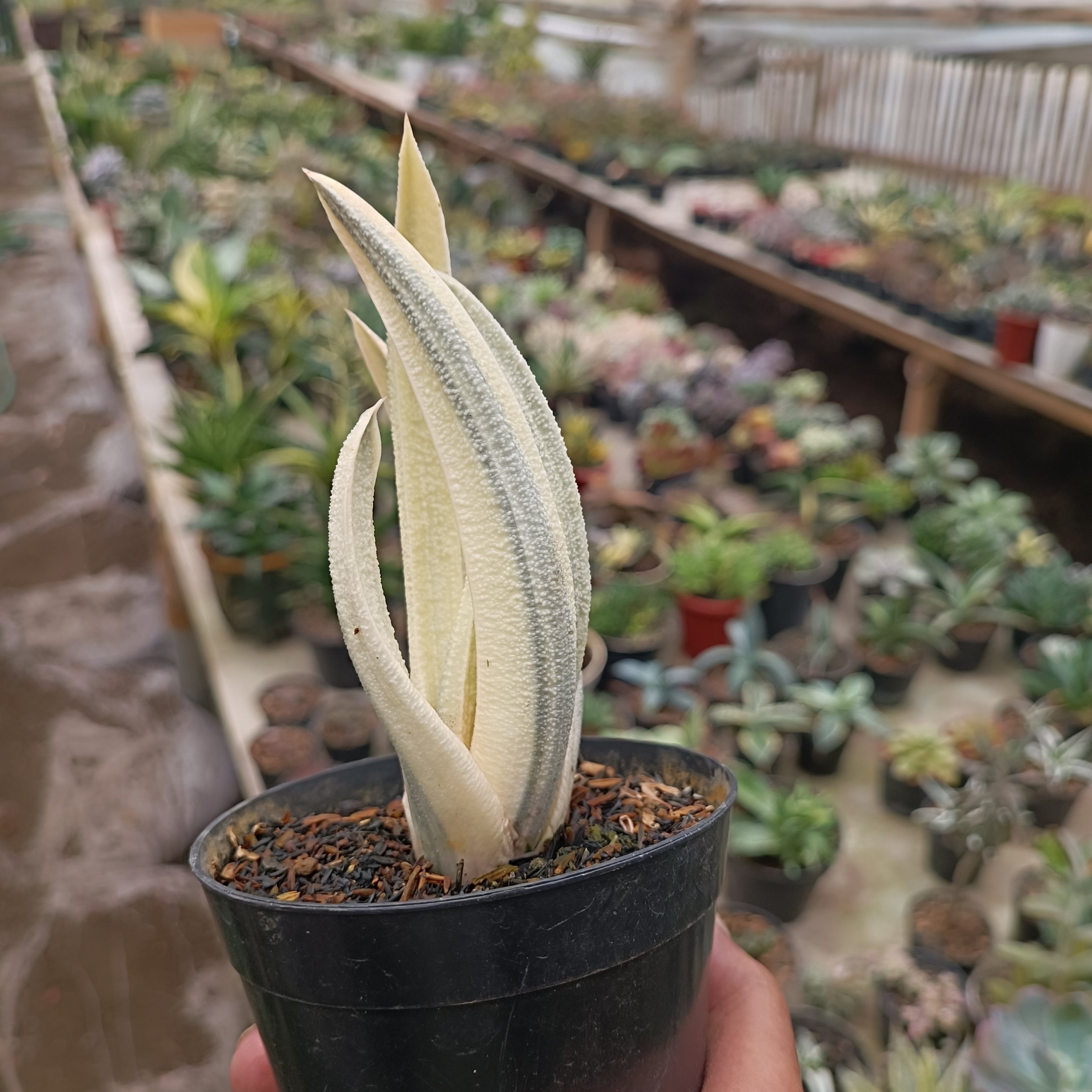 2701. Gasteria Batesiana - Image 7