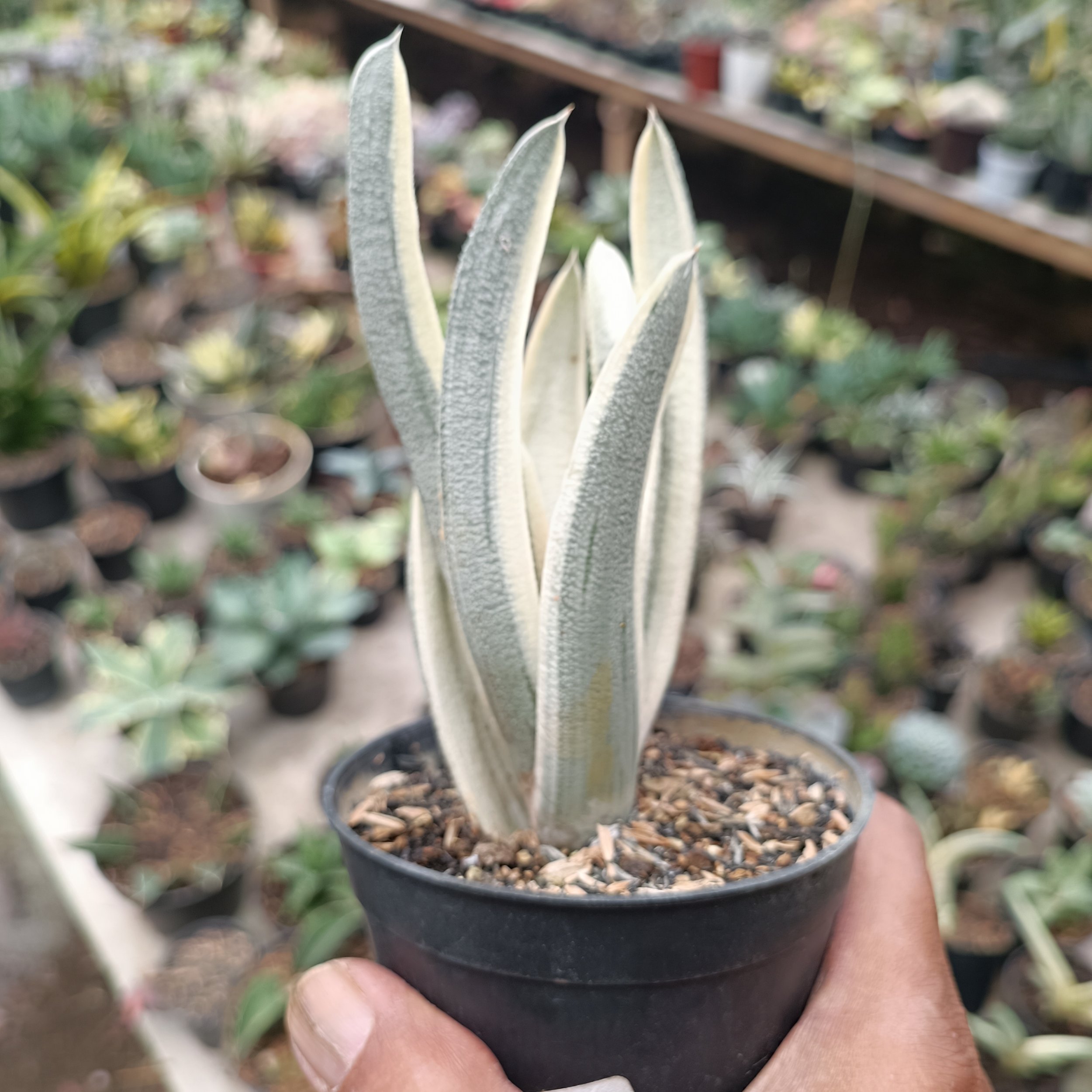 2701. Gasteria Batesiana - Image 8