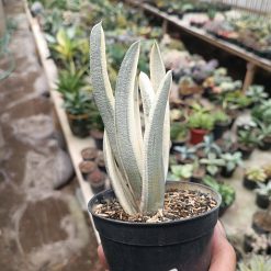 2701. Gasteria Batesiana
