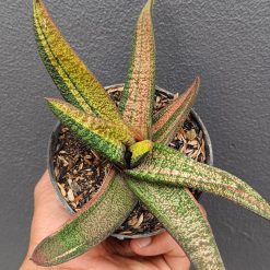 2692. Gasteria Batesiana Variegated Size 35cm - Image 2