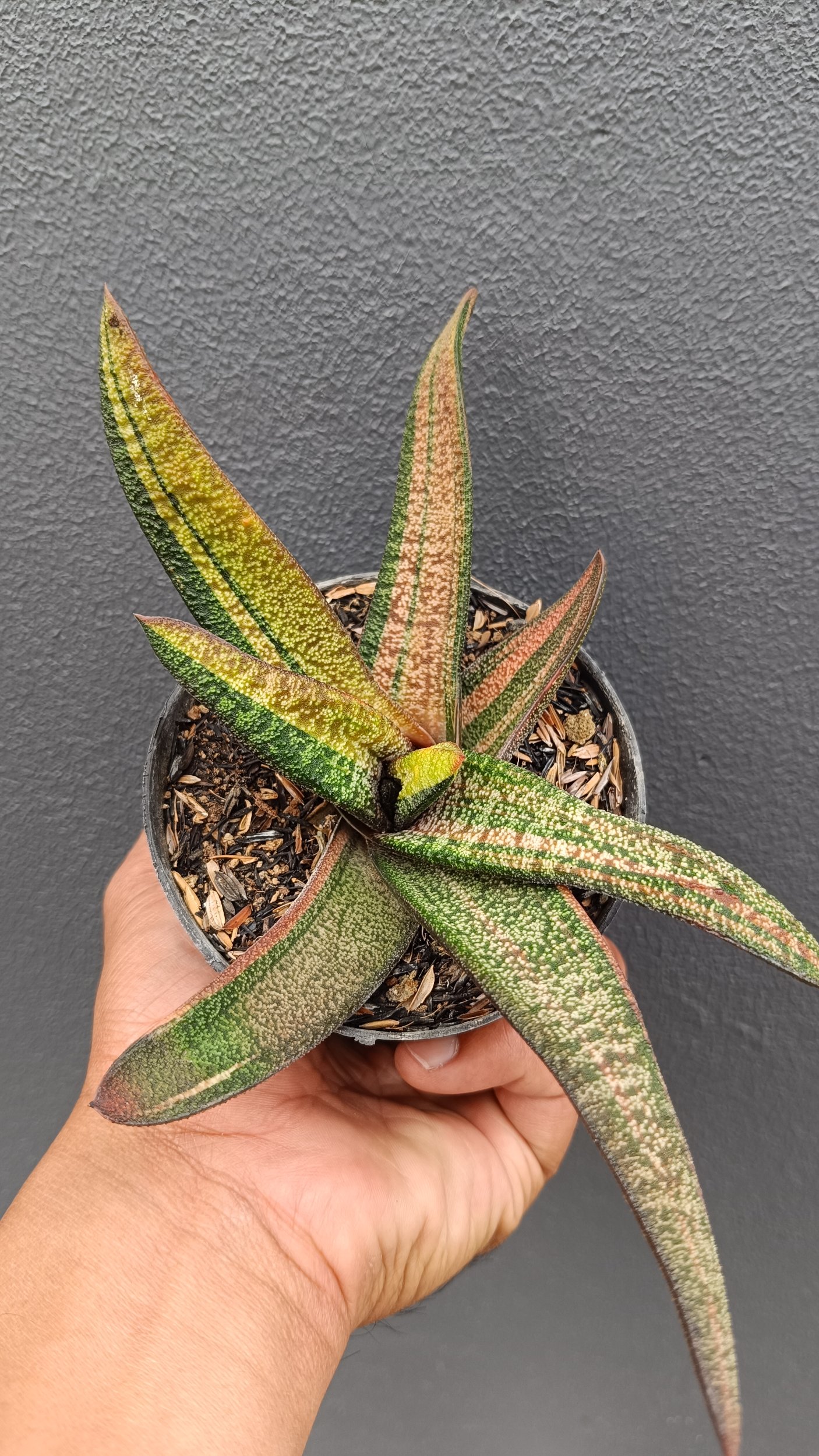 2692. Gasteria Batesiana Variegated Size 35cm - Image 2