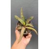 2699. Gasteria Batesiana Variegated