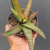 2692. Gasteria Batesiana Variegated Size 35cm
