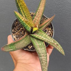 2692. Gasteria Batesiana Variegated Size 35cm