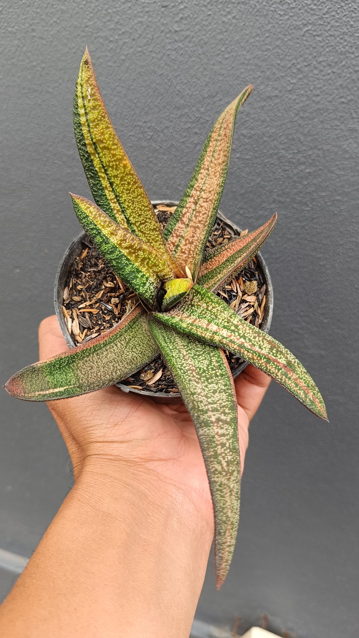 2692. Gasteria Batesiana Variegated Size 35cm