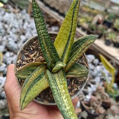 2692. Gasteria Batesiana Variegated Size 35cm - Image 3