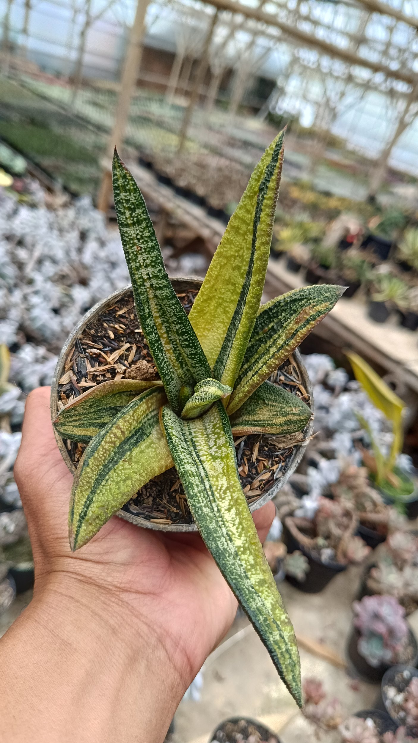 2692. Gasteria Batesiana Variegated Size 35cm - Image 3
