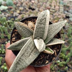 2687. Gasteria Batesiana White Variegated size 15 cm - Image 2