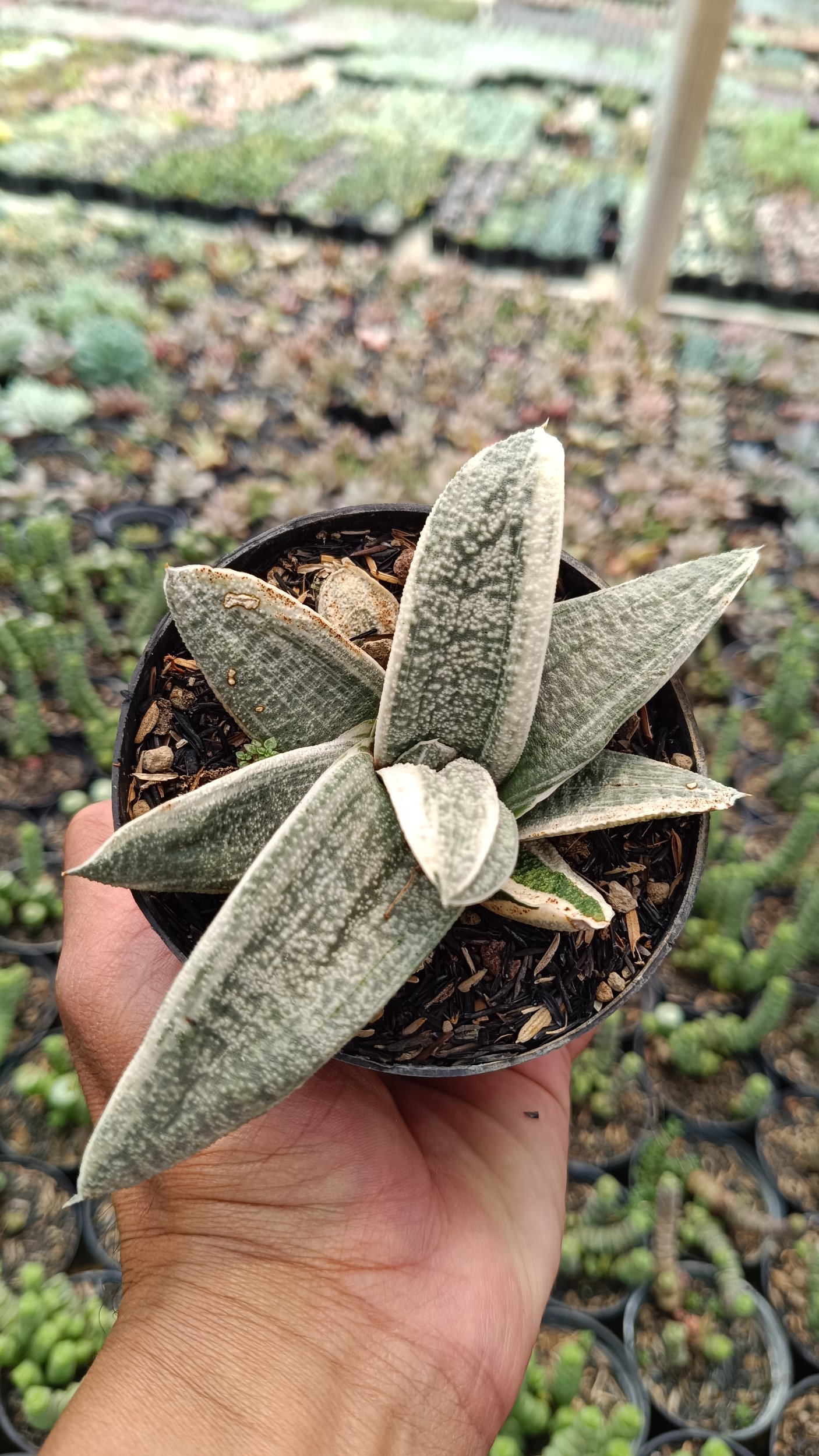 2687. Gasteria Batesiana White Variegated size 15 cm - Image 2