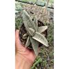 2687. Gasteria Batesiana White Variegated size 15 cm