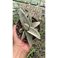 2687. Gasteria Batesiana White Variegated size 15 cm