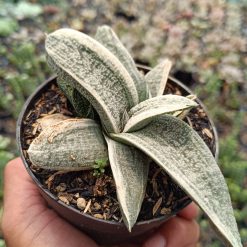 2687. Gasteria Batesiana White Variegated size 15 cm - Image 3