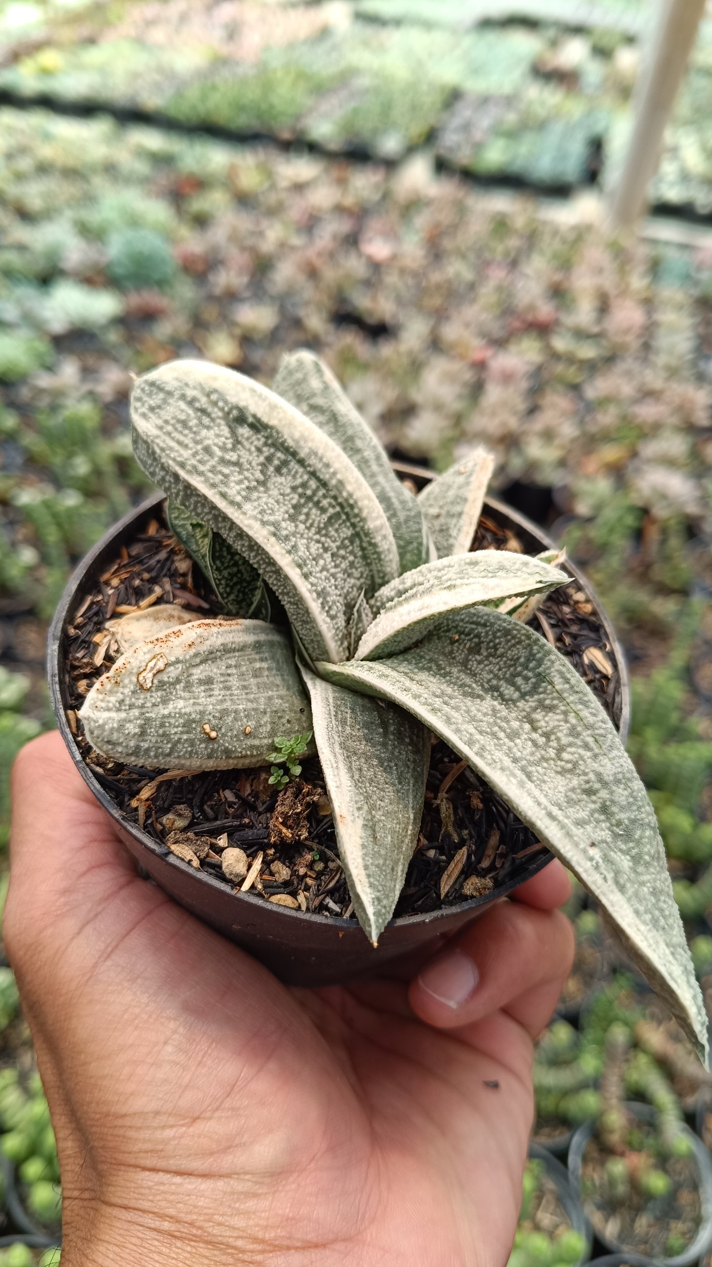 2687. Gasteria Batesiana White Variegated size 15 cm - Image 3