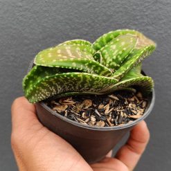 2691. Gasteria 'tiger Spot' - Image 2