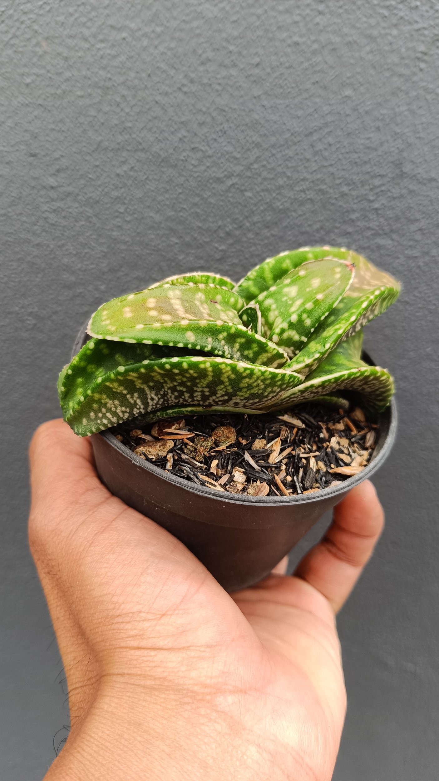 2691. Gasteria 'tiger Spot' - Image 2