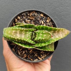 2691. Gasteria 'tiger Spot' - Image 3