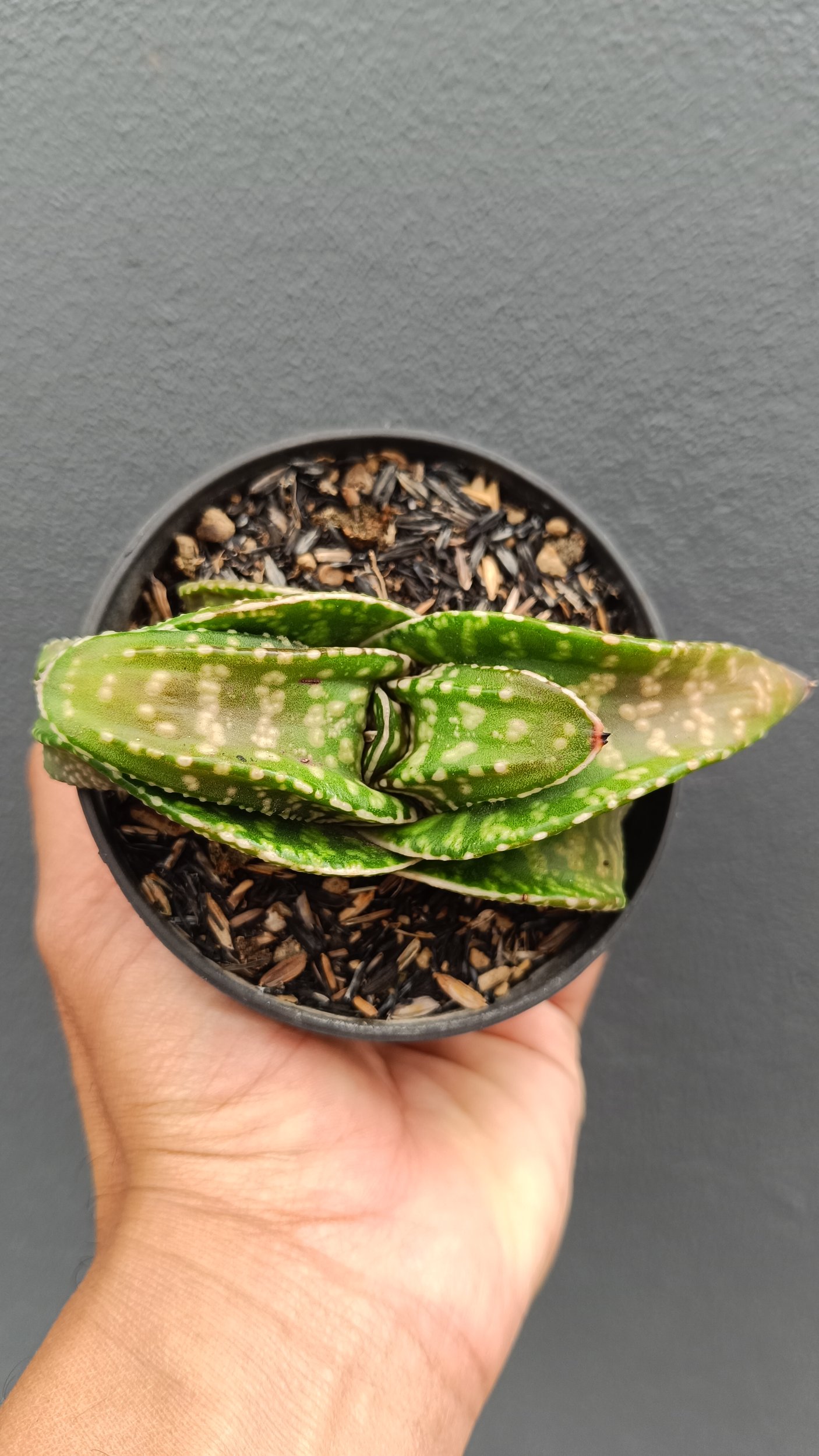 2691. Gasteria 'tiger Spot' - Image 3