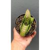 2691. Gasteria 'tiger Spot'