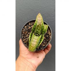 2691. Gasteria 'tiger Spot'
