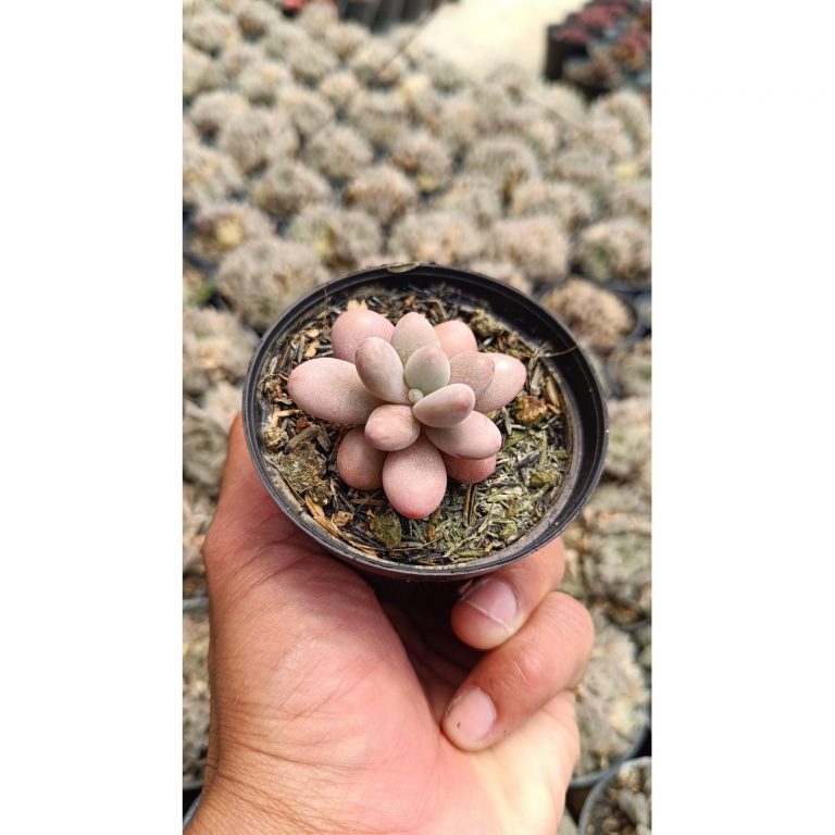 2662. Graptopetalum Amethystinum
