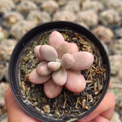 2662. Graptopetalum Amethystinum - Image 2