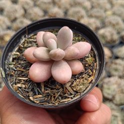 2662. Graptopetalum Amethystinum - Image 3