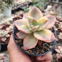 2658. Graptoveria 'albert Baynes' Variegated - Image 2