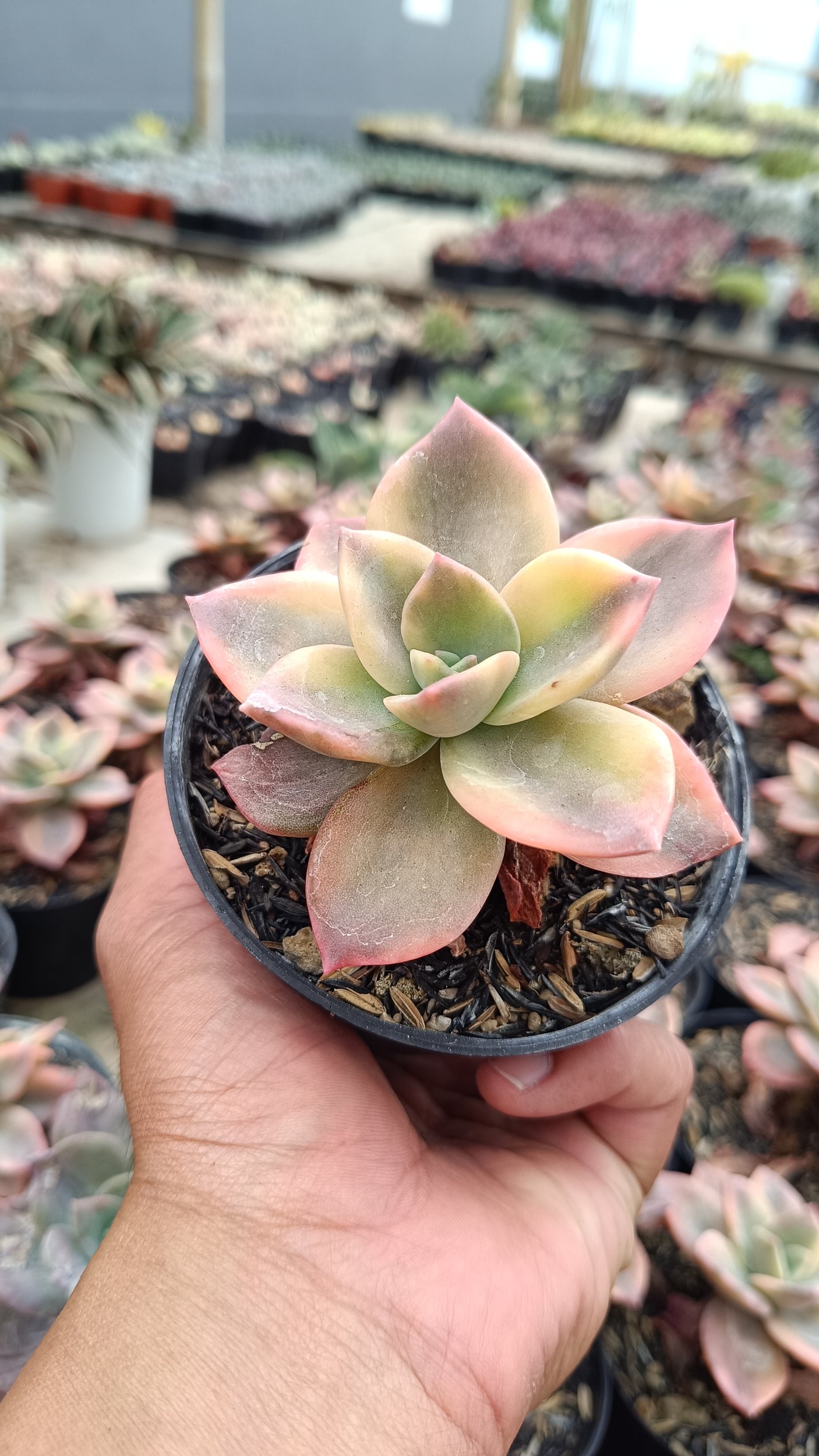 2658. Graptoveria 'albert Baynes' Variegated - Image 2