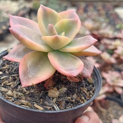 2658. Graptoveria 'albert Baynes' Variegated - Image 3
