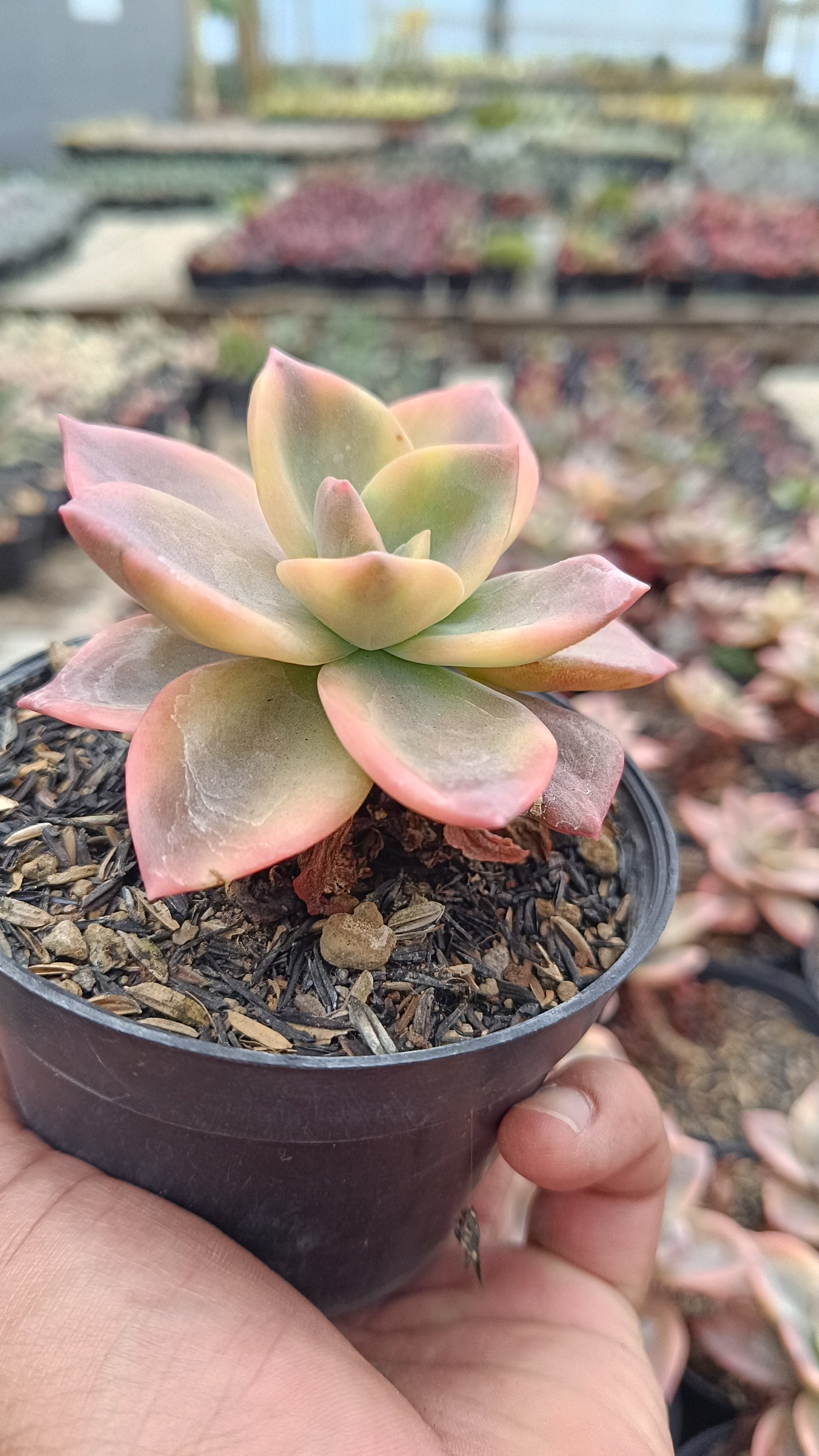 2658. Graptoveria 'albert Baynes' Variegated - Image 3