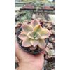 2658. Graptoveria 'albert Baynes' Variegated