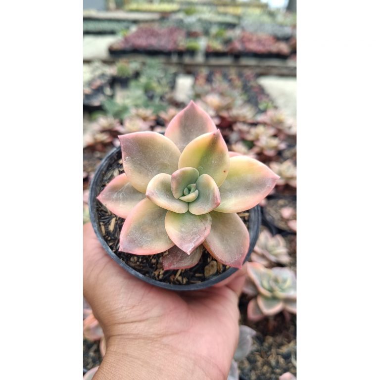 2658. Graptoveria 'albert Baynes' Variegated