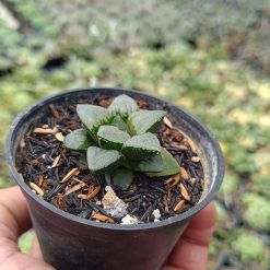 2683. Haworthia Bayeri 3pcs - Image 2