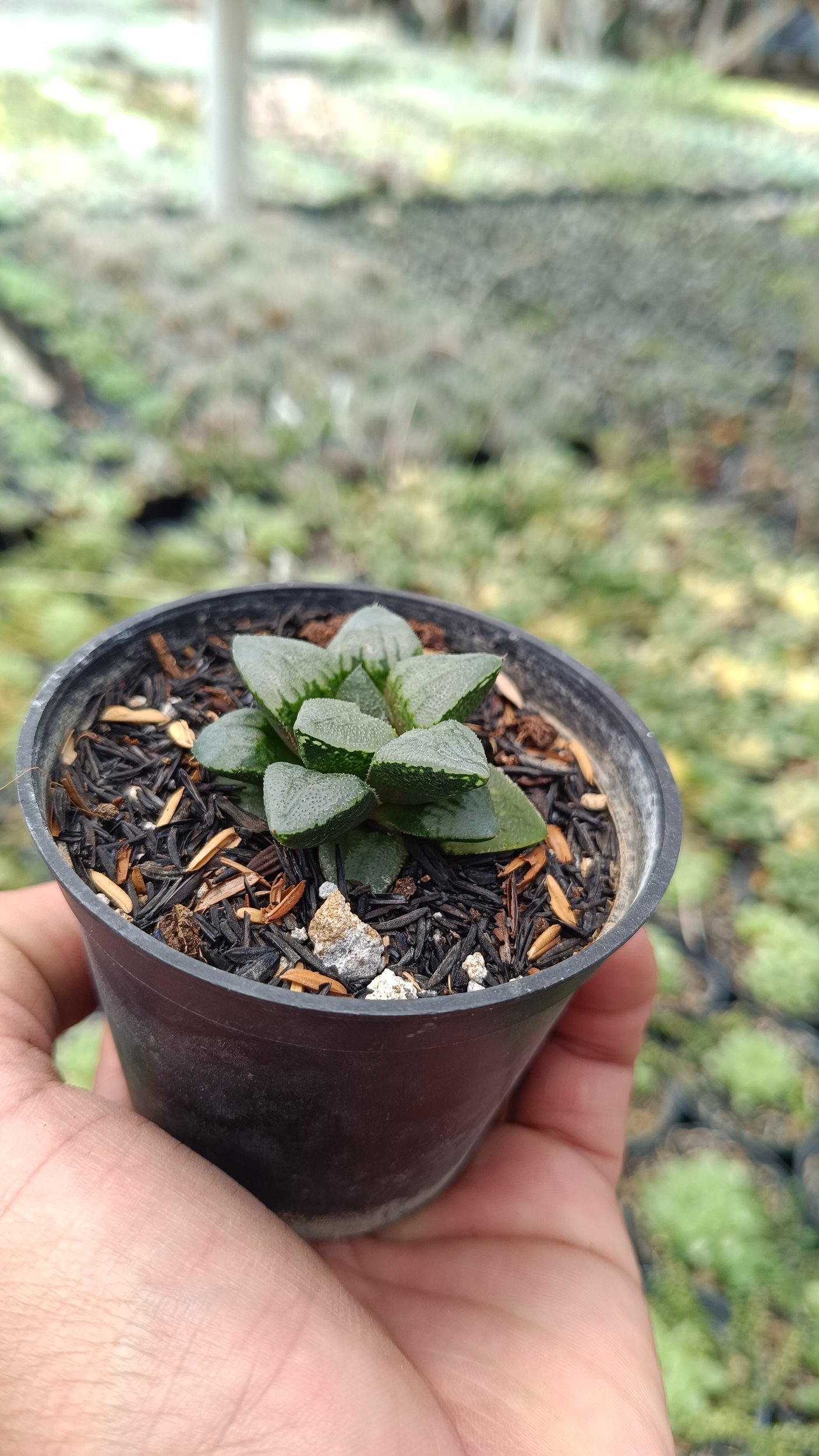2683. Haworthia Bayeri 3pcs - Image 2
