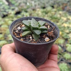 2683. Haworthia Bayeri 3pcs - Image 3