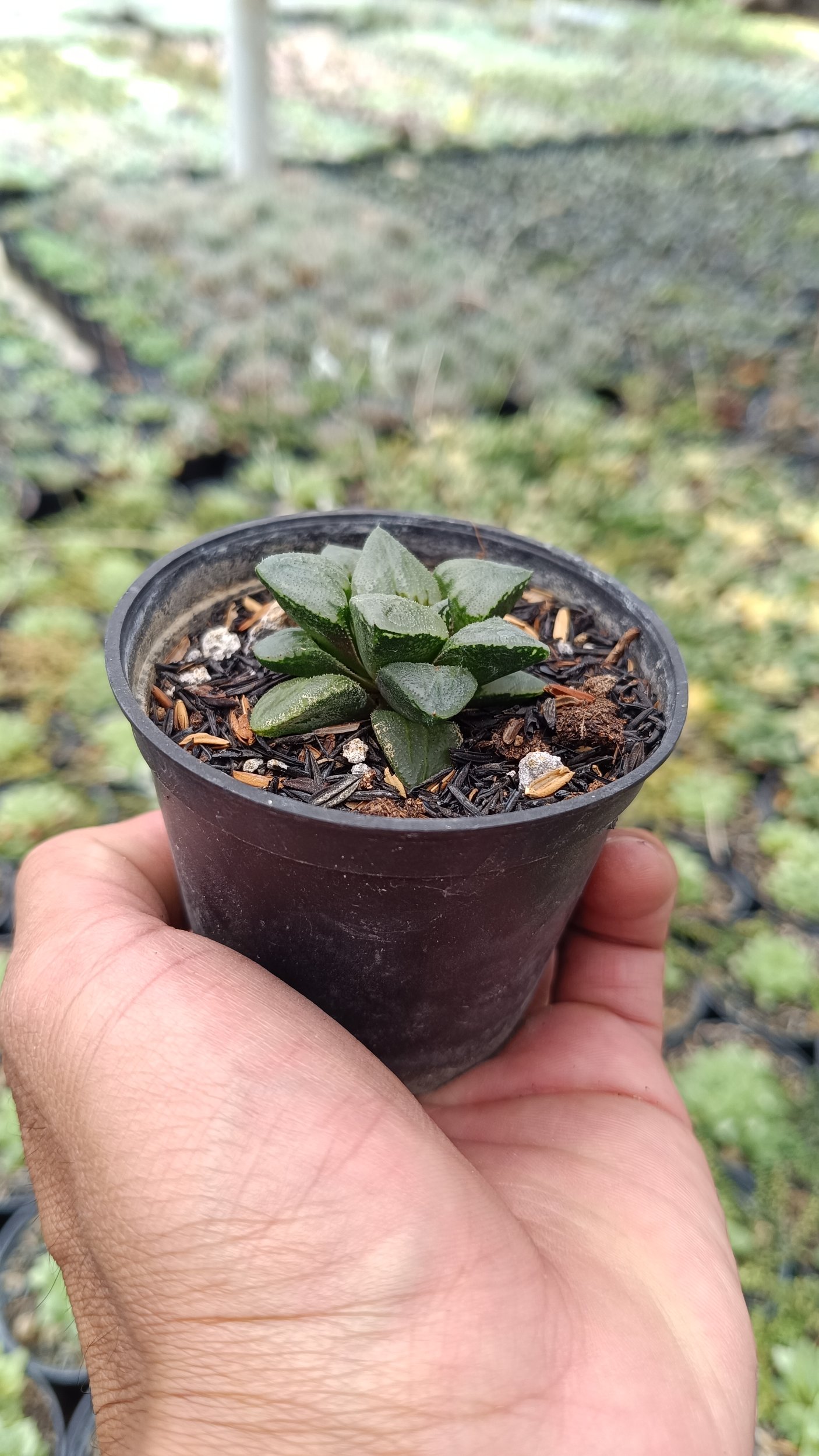 2683. Haworthia Bayeri 3pcs - Image 3