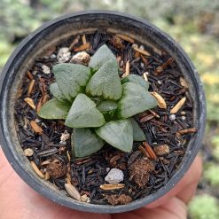 2683. Haworthia Bayeri 3pcs - Image 4