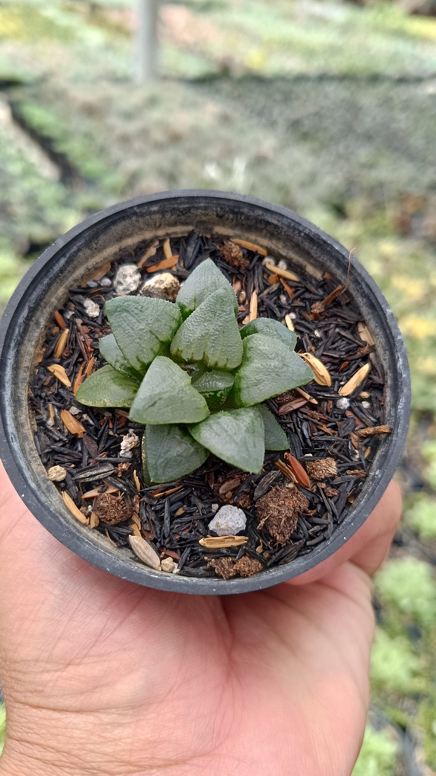 2683. Haworthia Bayeri 3pcs - Image 4