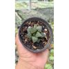 2683. Haworthia Bayeri 3pcs